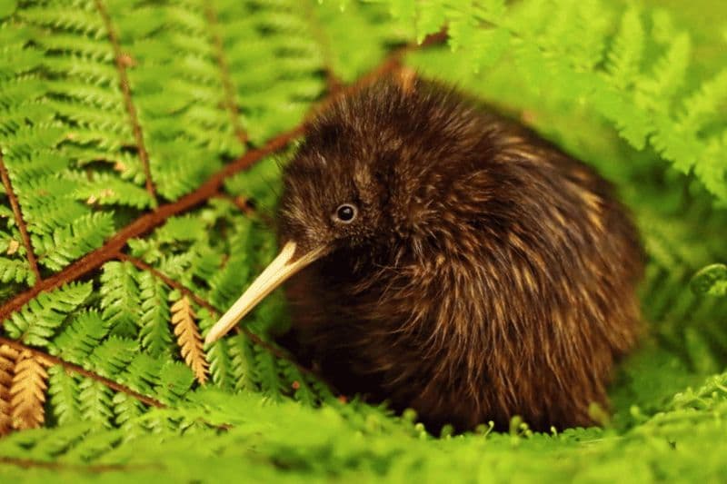Visite guidée : oiseau kiwi, musée du patrimoine et cascade