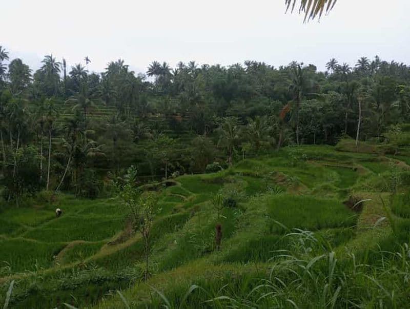 Visite à pied de Tete Batu : rizières, cascade, forêt des singes