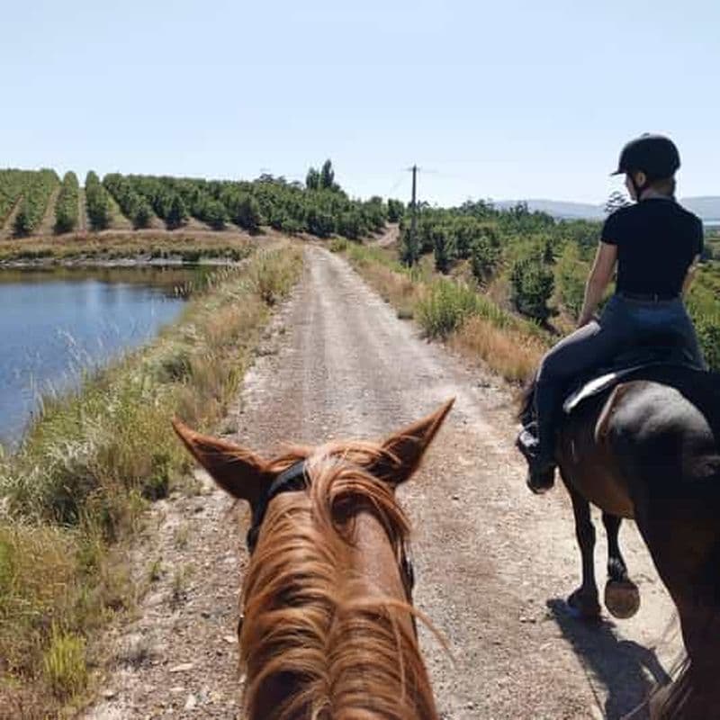 Le Cap : promenade à cheval privée, brunch champêtre et champagne