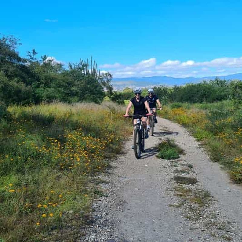 Billet Circuit VTT : les arbres de Tule à travers la campagne
