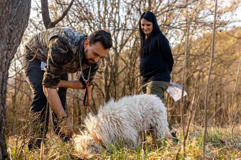 Langhe : Chasse aux truffes au coucher du soleil avec dégustation et vin