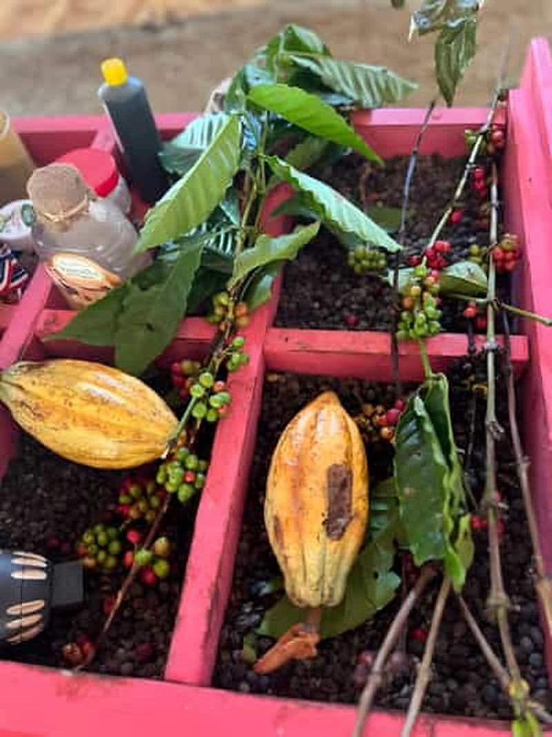 Excursion en buggy à Punta Cana : Mamajuana - Café - Baignade dans un cenote et sur la plage de Macao