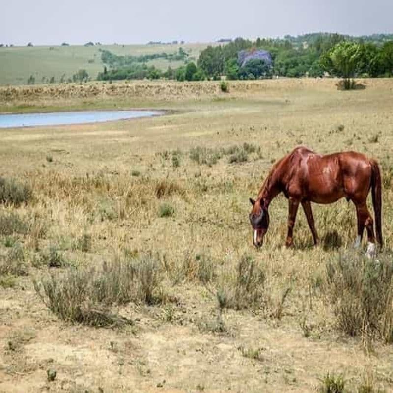 Johannesburg Equitation : Transport aller-retour inclus Lanseria