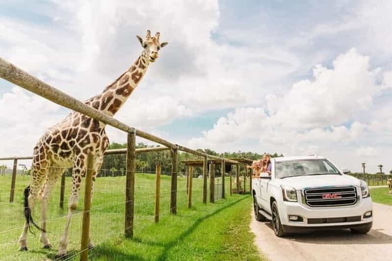 Orlando : Drive-Thru Safari Park à Wild Florida