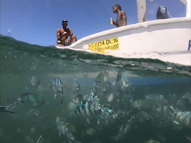 La Preneuse : Observation des dauphins et plongée en apnée en hors-bord