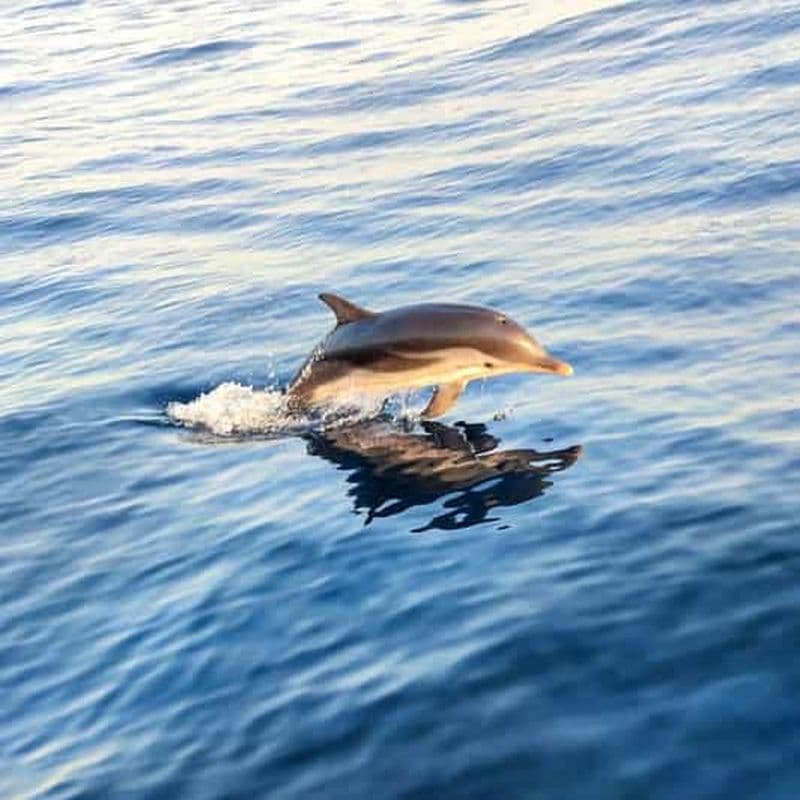 Billet Giardini Naxos : excursion en bateau au coucher du soleil à la recherche des dauphins
