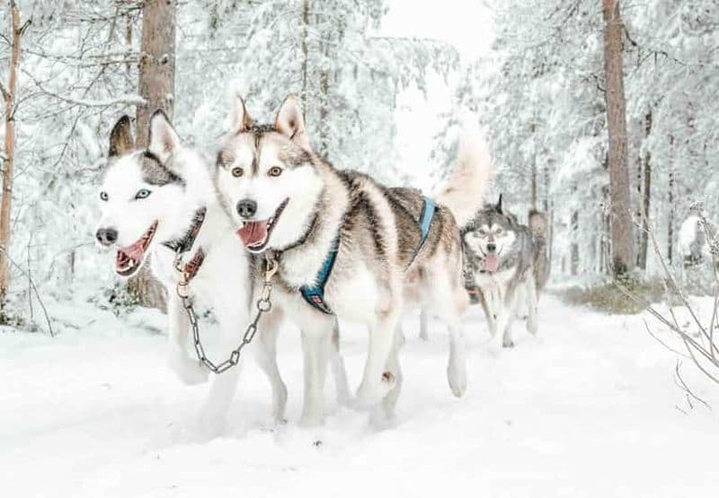 Rovaniemi : Safari Husky de 2 km avec prise en charge et retour