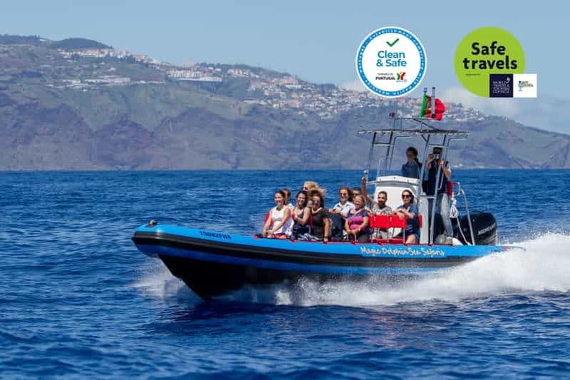 Funchal : Croisière d'observation des baleines et des dauphins