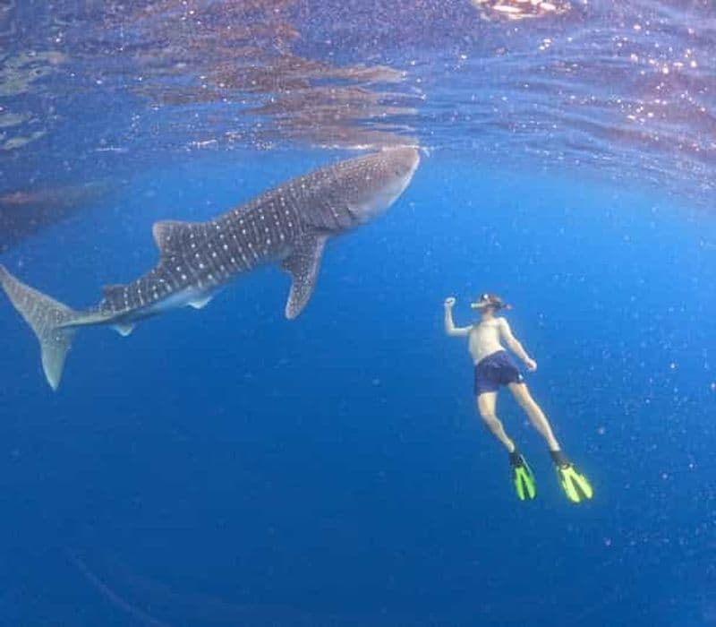 Billet Sumbawa : Nager avec les requins-baleines