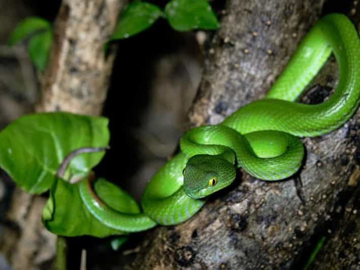 Billet Khao Sok : Aventure safari nocturne privée avec transfert à l'hôtel