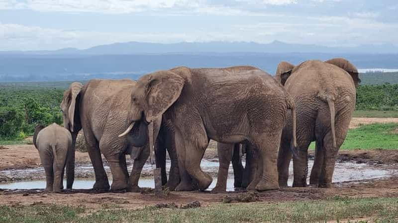 Safari privé d'une journée au parc des éléphants d'Addo et à la promenade des girafes