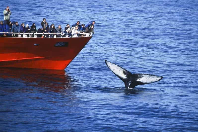 Reykjavik : l'excursion originale de 3 heures pour observer les baleines