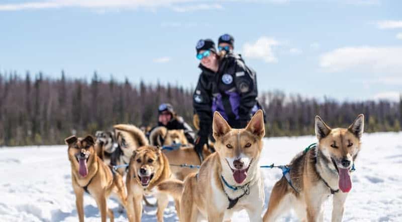 Anchorage : Balade en traîneau à chiens dans le Willow avec transferts