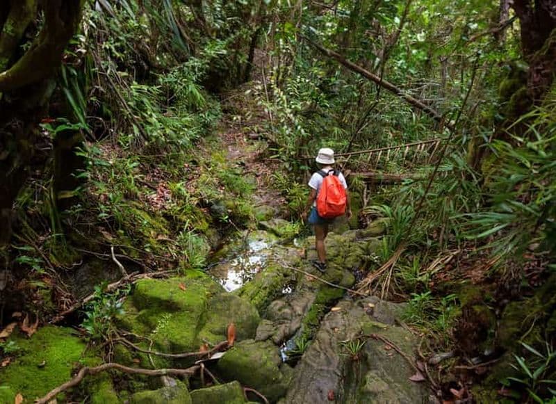 Billet Depuis Khao Lak : Randonnée dans la jungle de Khao Sok et visite de la rivière