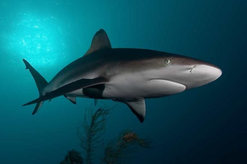 Billet Le Cap : plongée dans une cage à requins