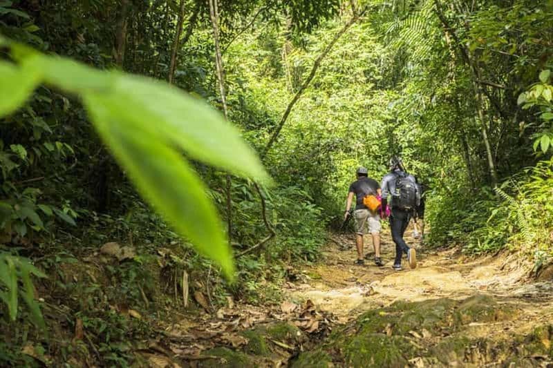 Phuket : Trekking dans la jungle à Khao Phra Taew