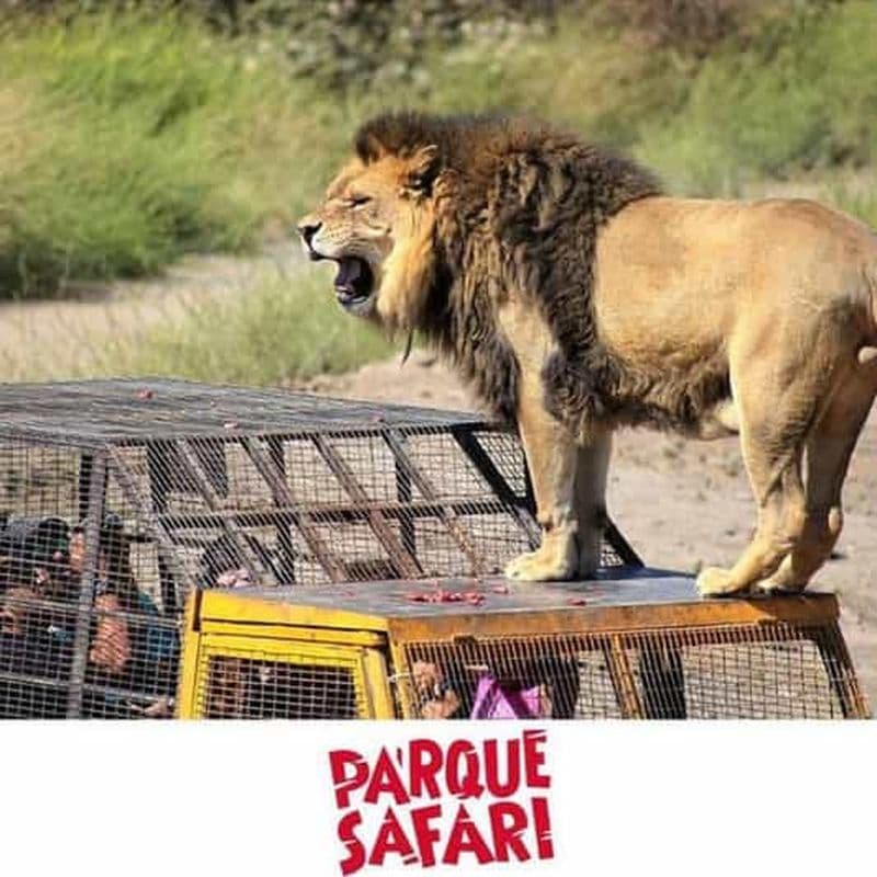 Billet Santiago, parc safari