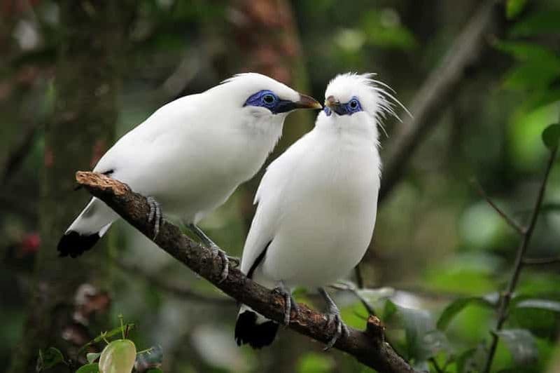 Bali: Bird-Watching Walk & Jungle Zipline Adventure