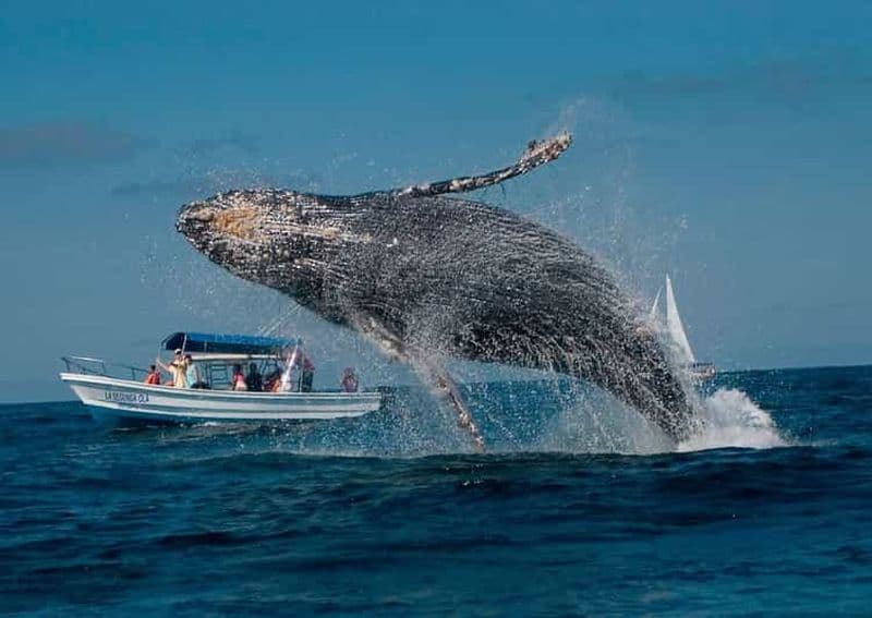 Punta Cana : Observation des baleines et excursion sur l'île de Bacardi
