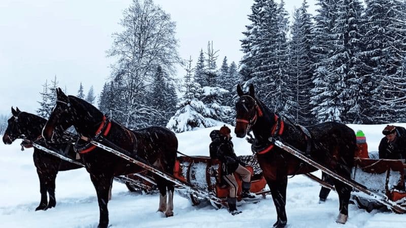 Zakopane : promenade en traîneau dans la vallée de Chochołowska avec feu de camp