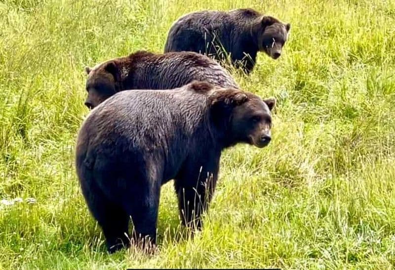 Anchorage : ours, bières et glaciers