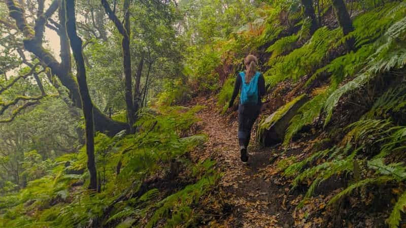 Tenerife : randonnée au-dessus de Masca dans la forêt enchantée avec prise en charge