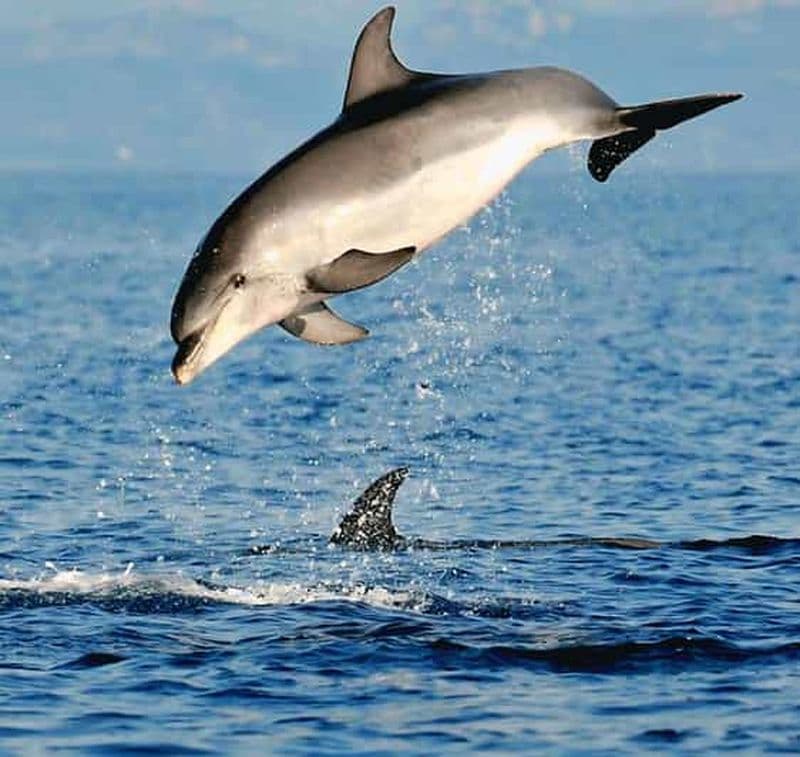 Olbia : Tour en bateau pour l'observation des dauphins et la plongée en apnée près de Figarolo