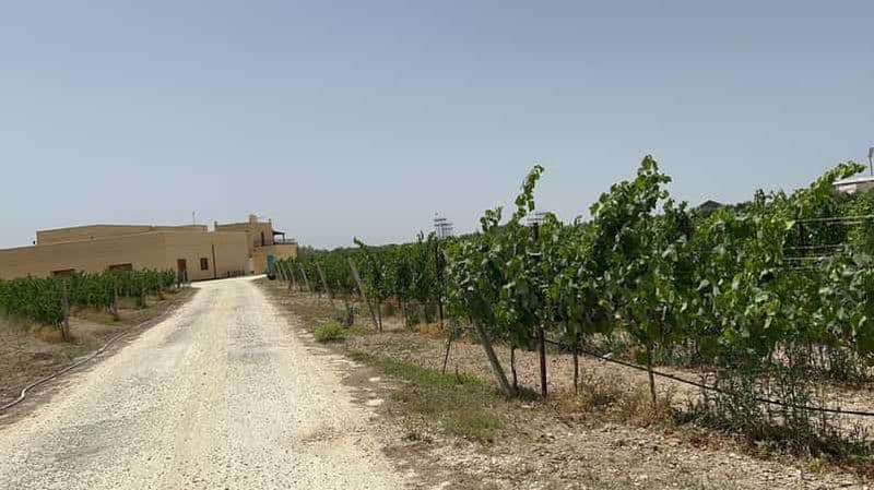 Vin avec des raisins maltais TOUR EN PORTUGAL