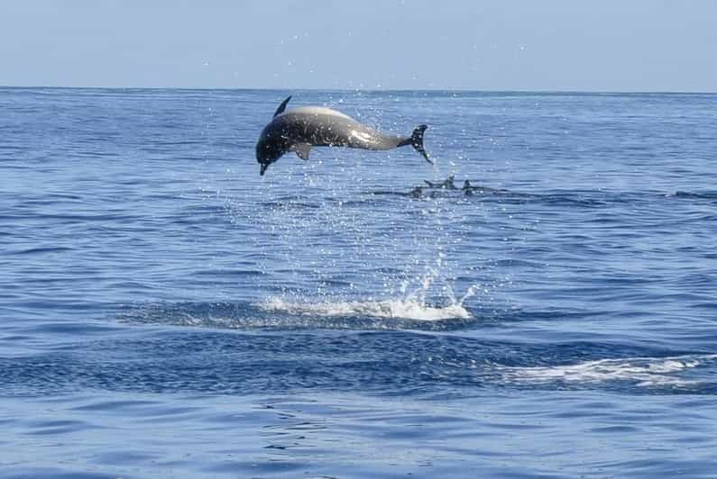 Billet Tamarin : Snorkeling avec les Dauphins, Crystal Rock, Île aux Bénitiers, Déjeuner