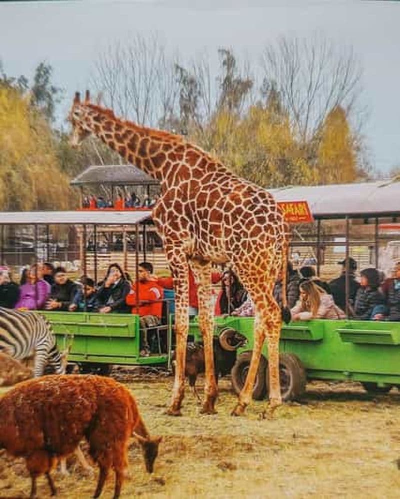 Billet Santiago : visite du parc safari