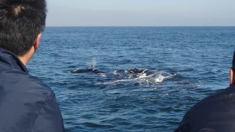 Hermanus : Observation des baleines en bateau
