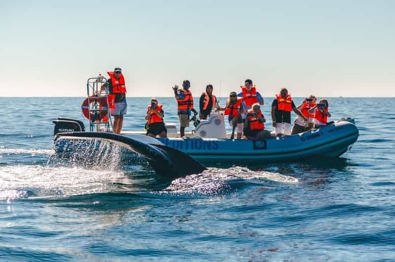Cabo San Lucas : Visite en petit groupe pour observer les baleines de près