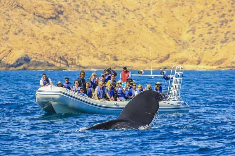 Cabo San Lucas : 2 heures d'observation des baleines