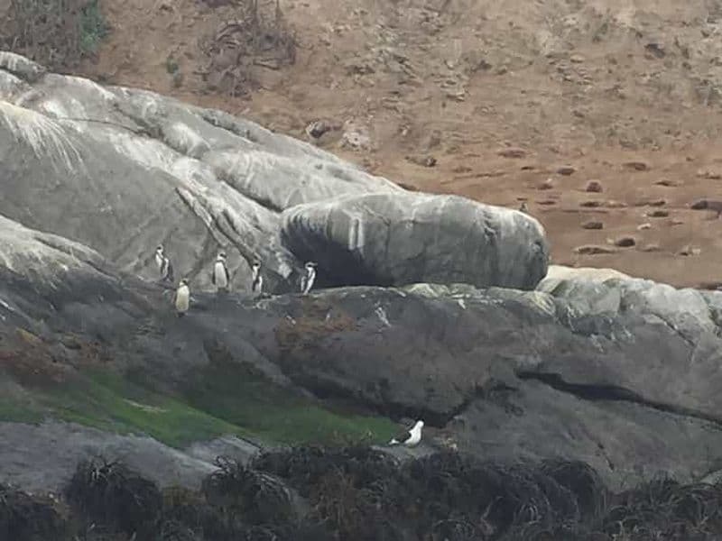 Billet Observation des manchots en bateau, Cachagua et Zapallar depuis Santiago