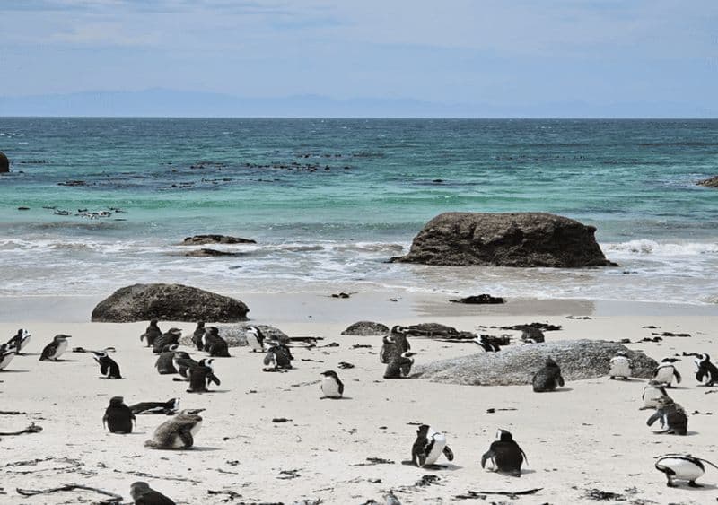 Le Cap Table Mountain Penguins & Cape Point Tout compris