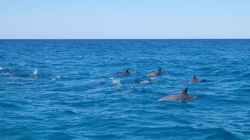 Noosa : Aventure en mer et rencontre avec les dauphins