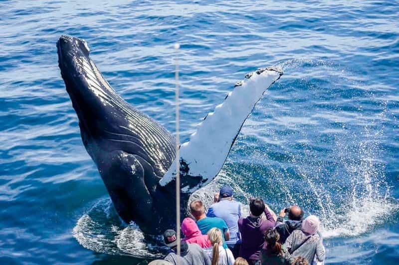 Boston : City Cruises Croisière d'observation des baleines
