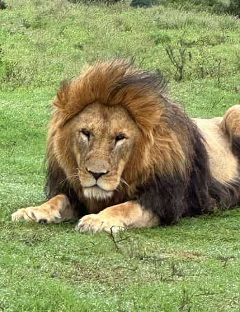 Port Elizabeth : Safari dans la réserve de Schotia avec prise en charge à Port Elizabeth