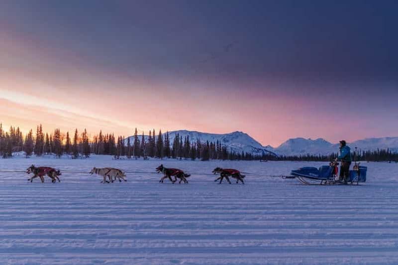 Knik : excursion hivernale en traîneau à chiens
