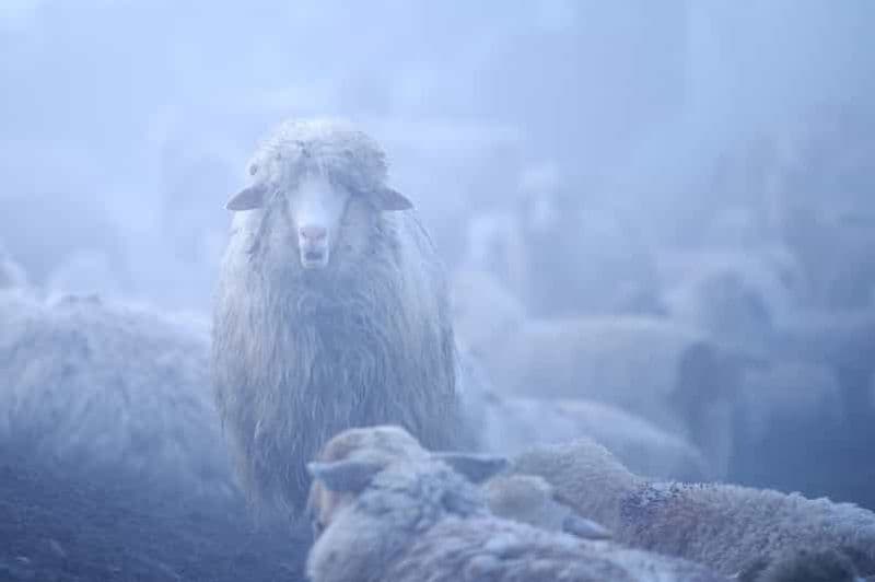 Billet Cluj : cours privé de photographie de nature et d'animaux sauvages