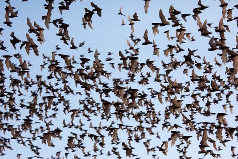 Une journée TukTuk Handicrafts Bambootrain Killing&BatCaves,Sunset