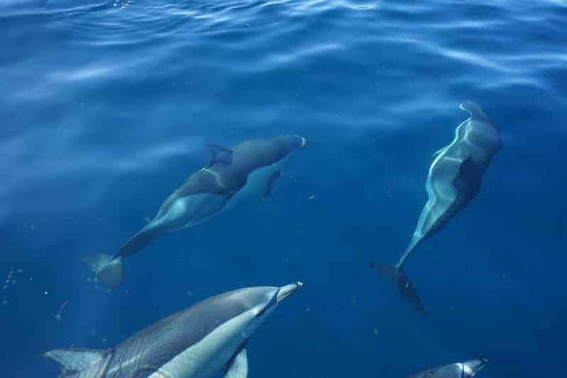 Faro : sortie en bateau pour l'observation des dauphins