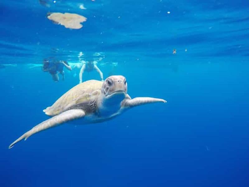 Tenerife : kayak et plongée avec tuba parmi les tortues et les dauphins avec photos