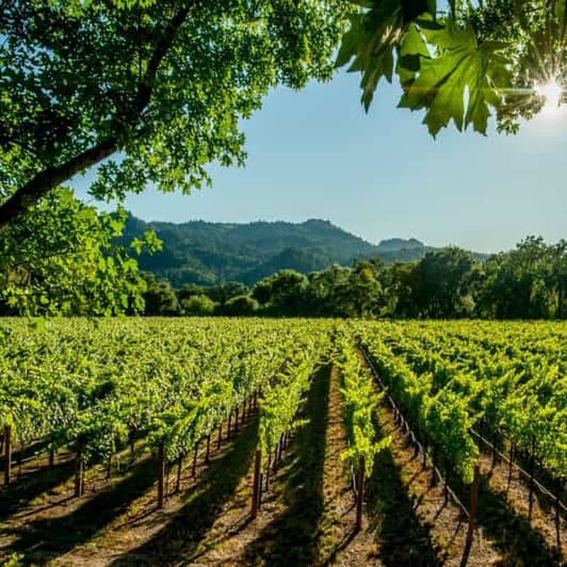 Vallée d'Itria : Visite et dégustation de vin et d'huile d'olive