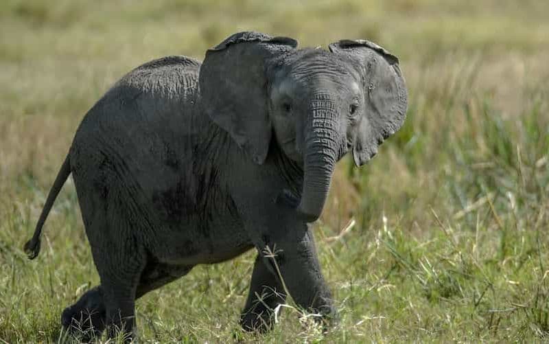 Safari à Teotihuacan : Vieilles ruines et interaction avec les animaux