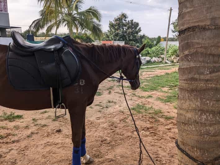 Billet Bangalore : Safari à cheval