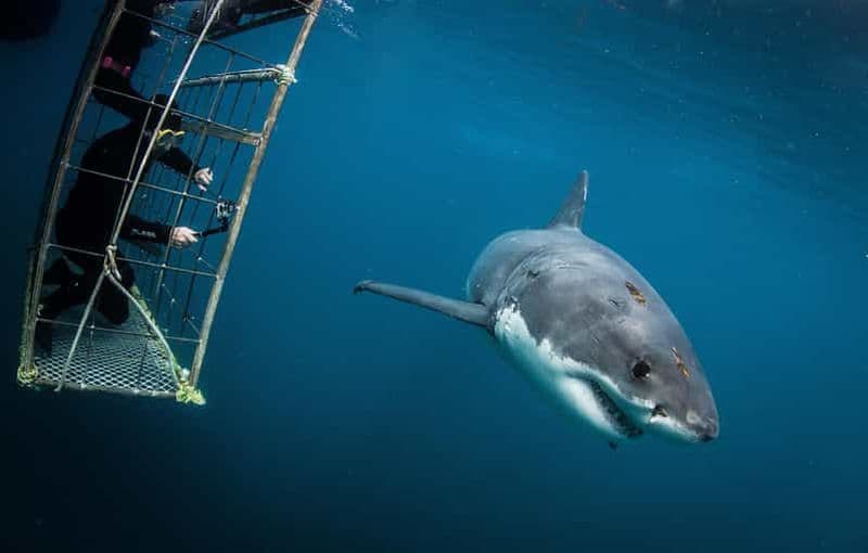 Le Cap : plongée en cage avec les requins, collation et boissons non alcoolisées incluses