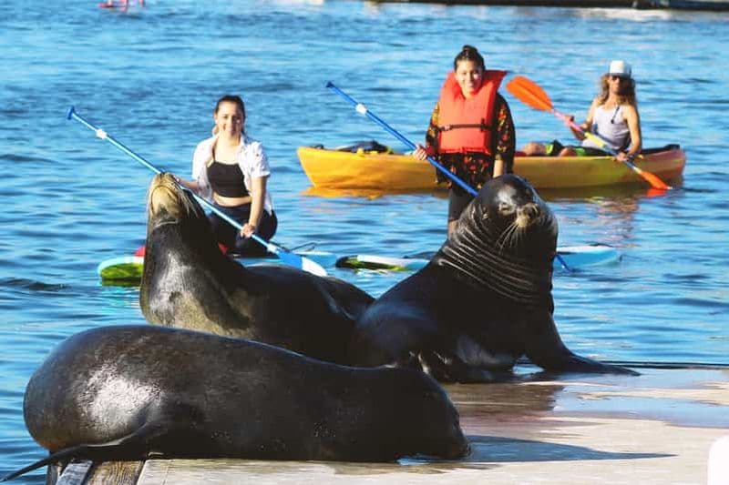 Billet Marina Del Rey : Excursion en kayak et paddleboard avec les lions de mer