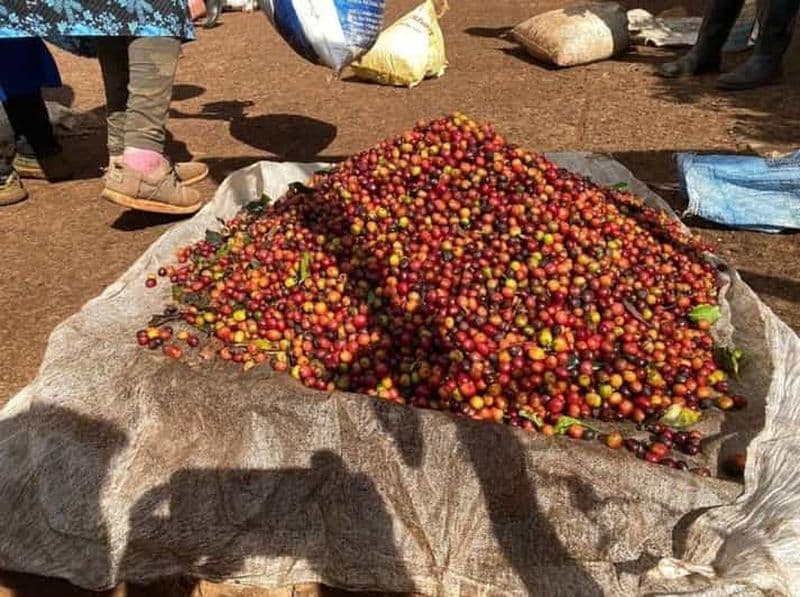 Visite d'une ferme de café, torréfaction et excursion.