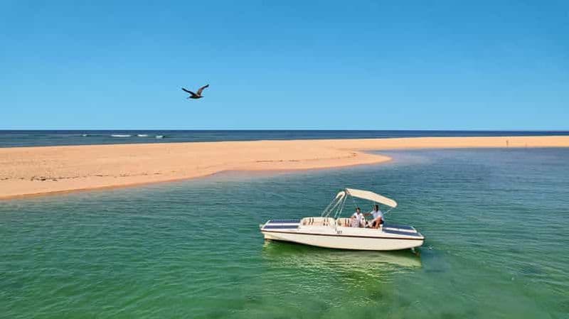 Faro : excursion écologique en tour en bateau pour observer les oiseaux dans la Ria Formosa